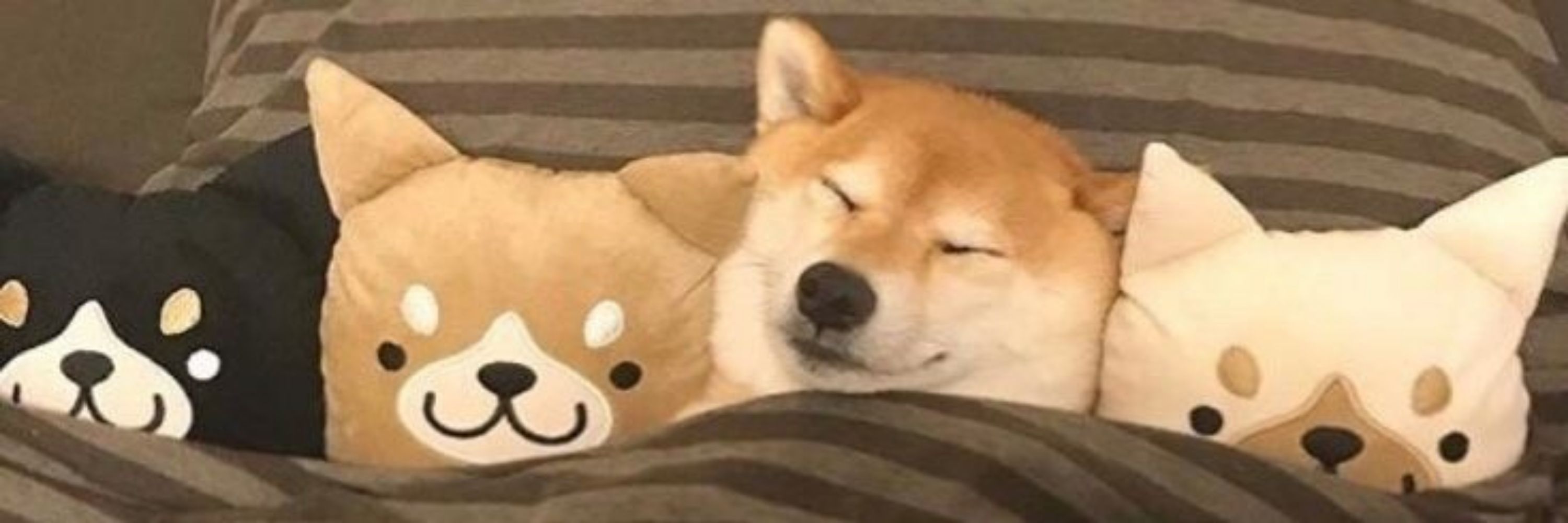 DachaSol!! 🦴