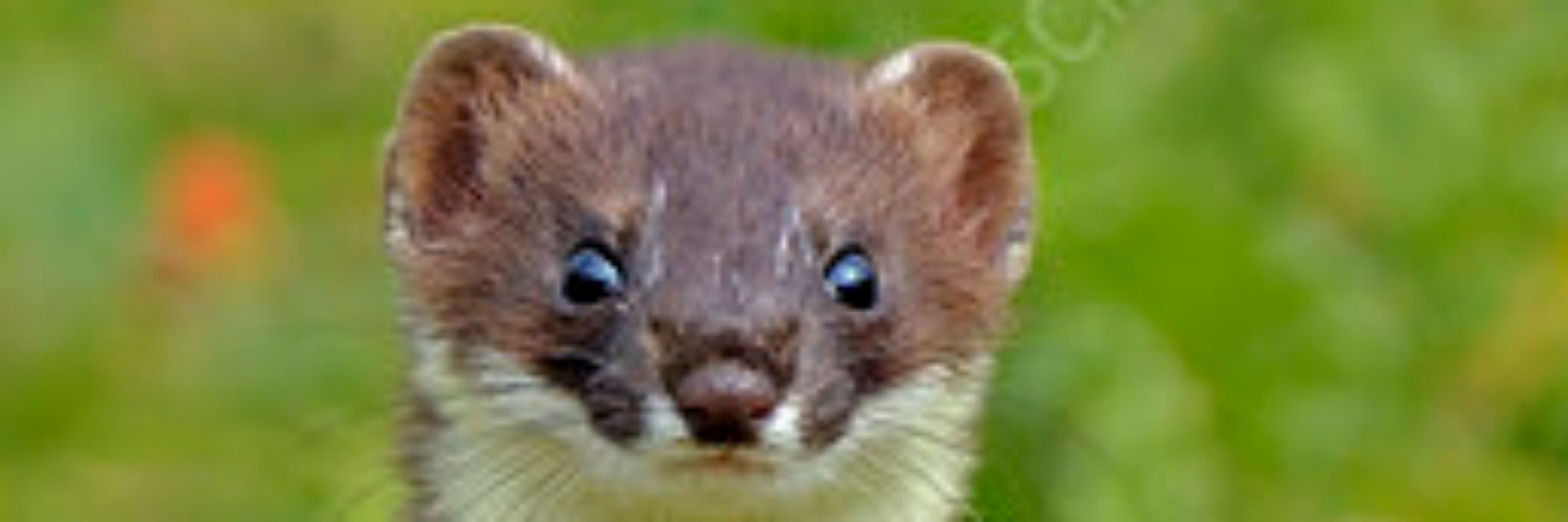 Weird Stoat-y Thing