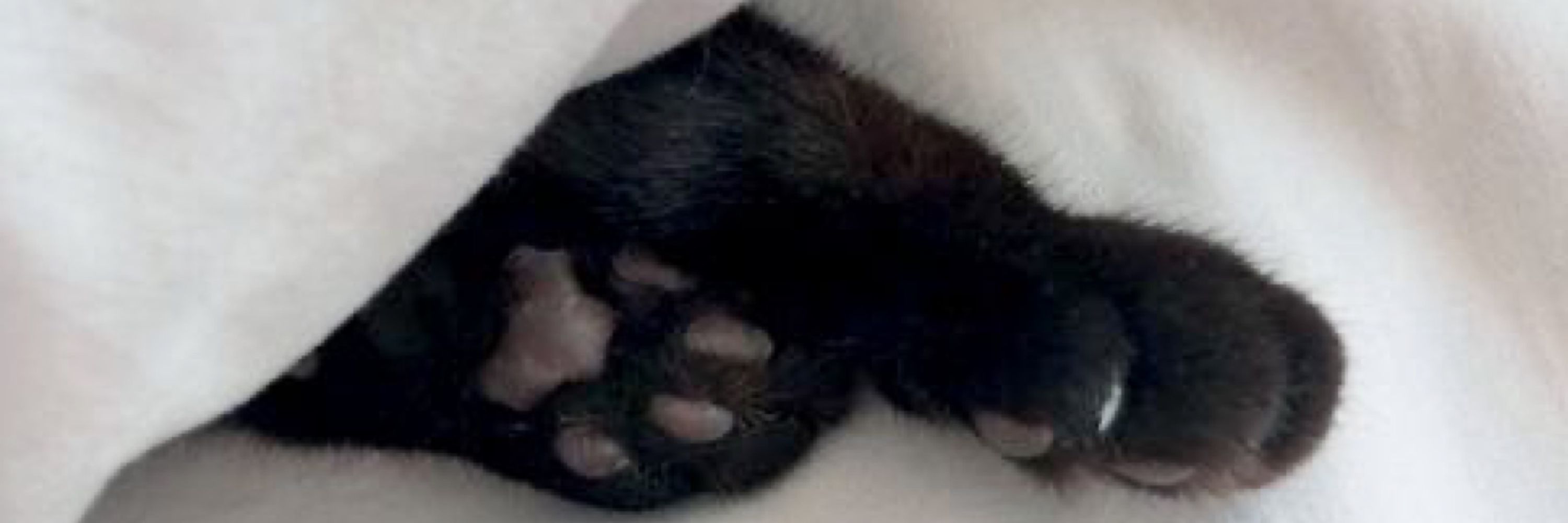 Kitty Nayu 🖤