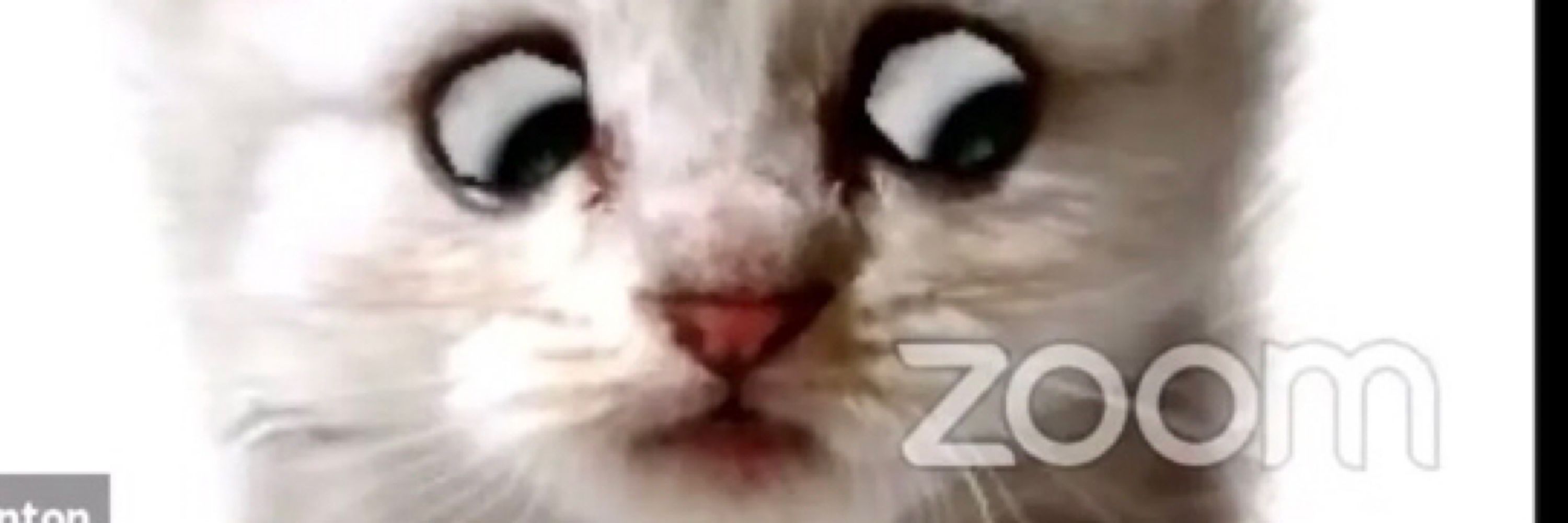 Cat’s Eye