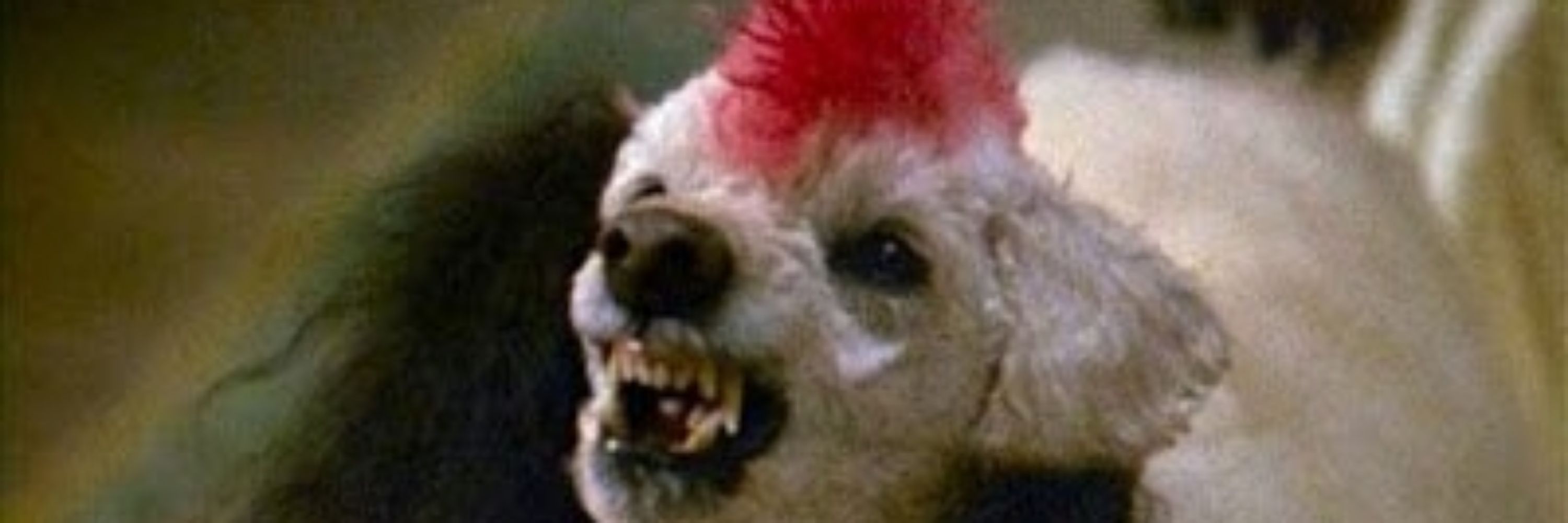 Pup Merc/Robicheaux