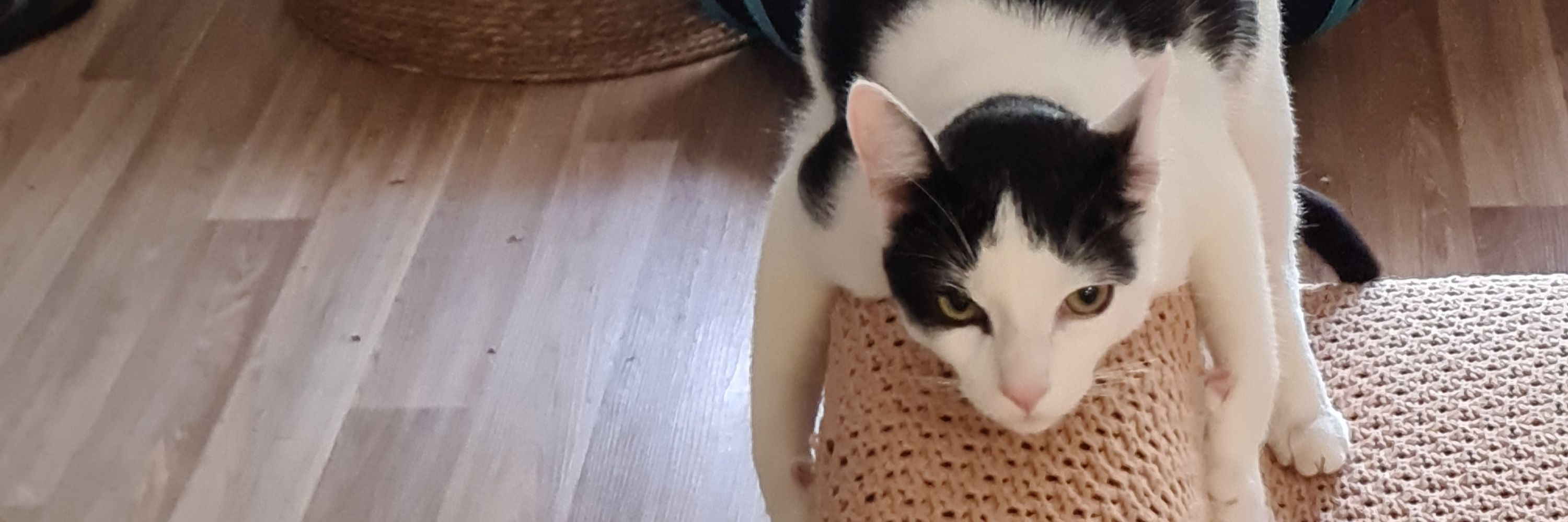 Meow?