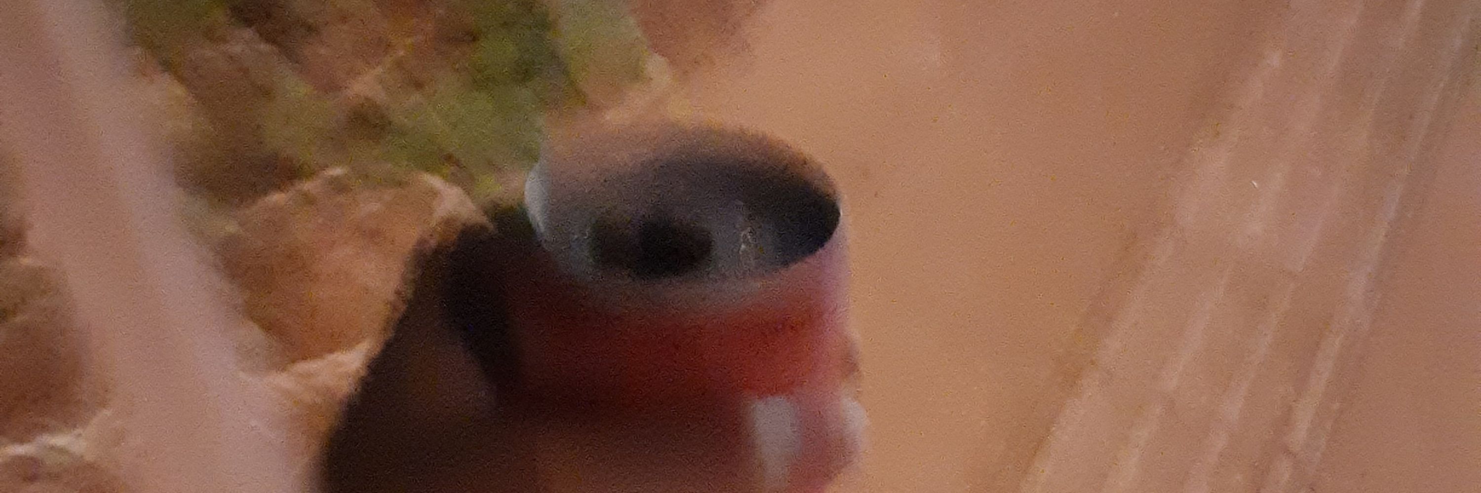 鮭だ！