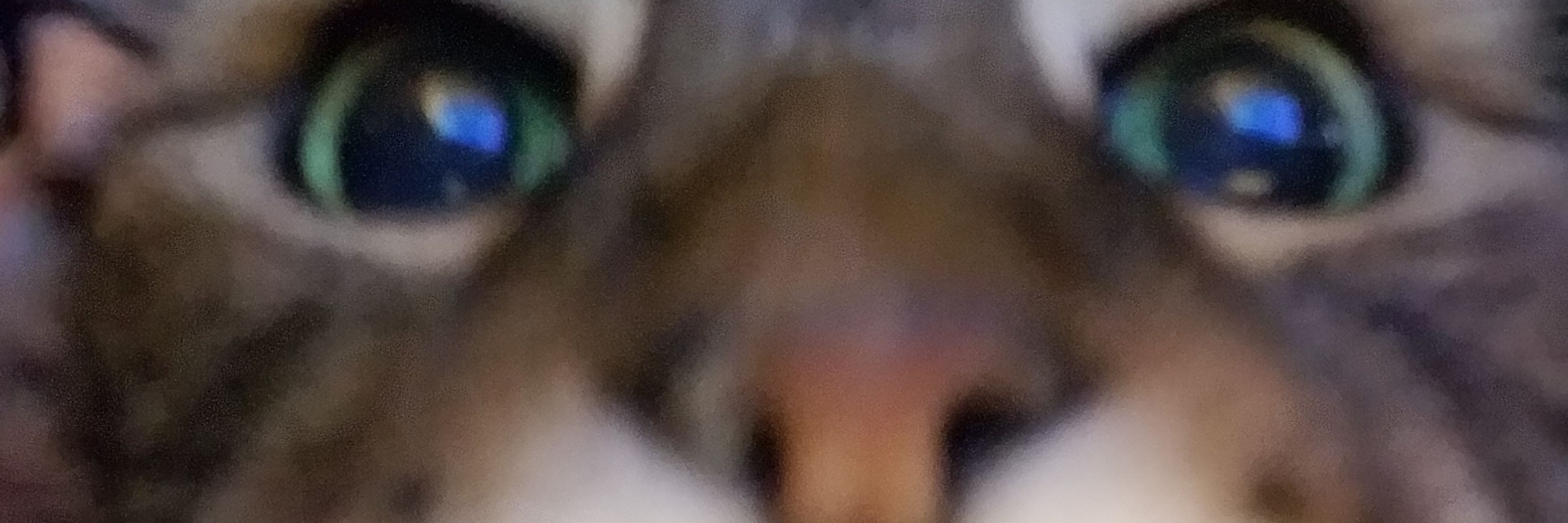 Antmousie