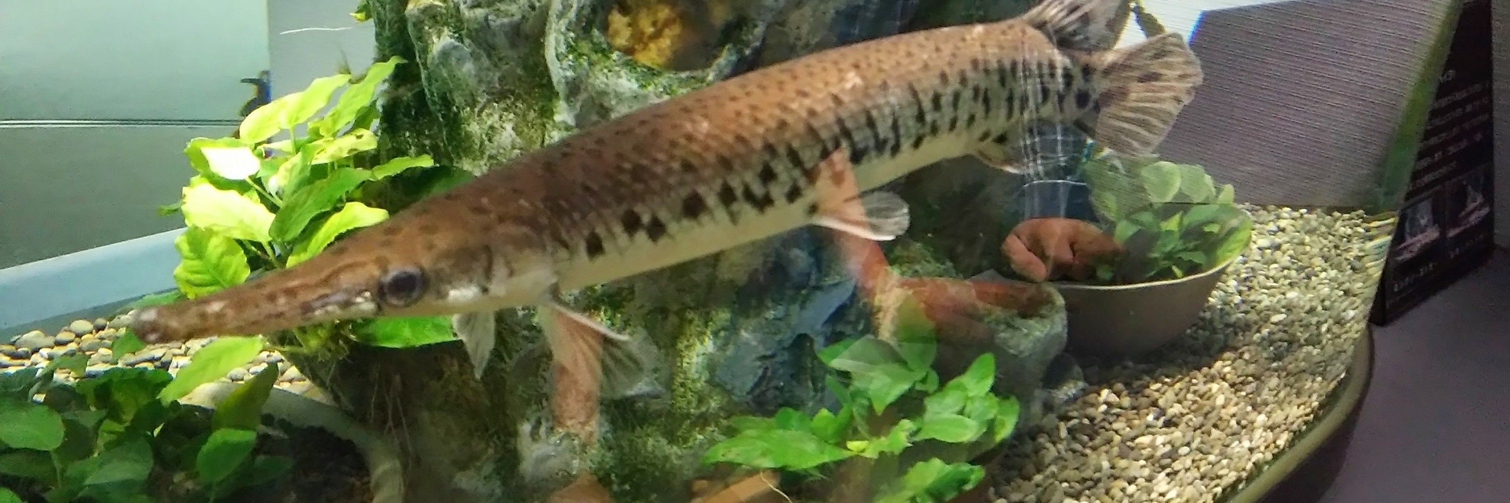 Hikiniku