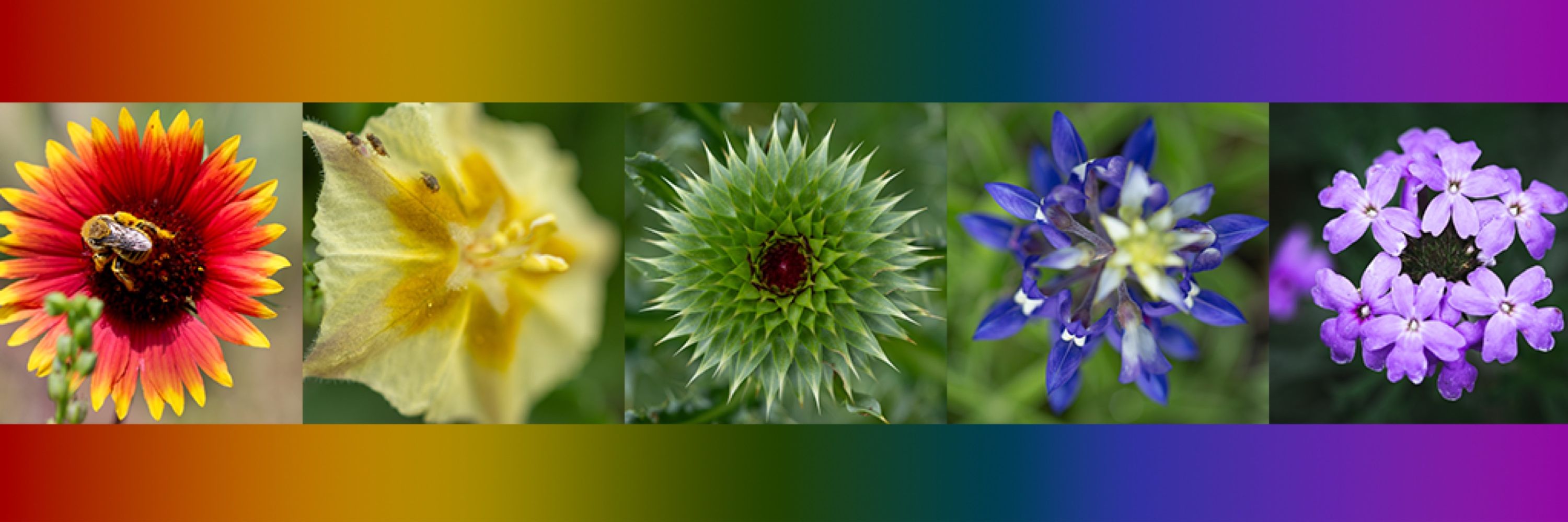 Holdbrook Photography
