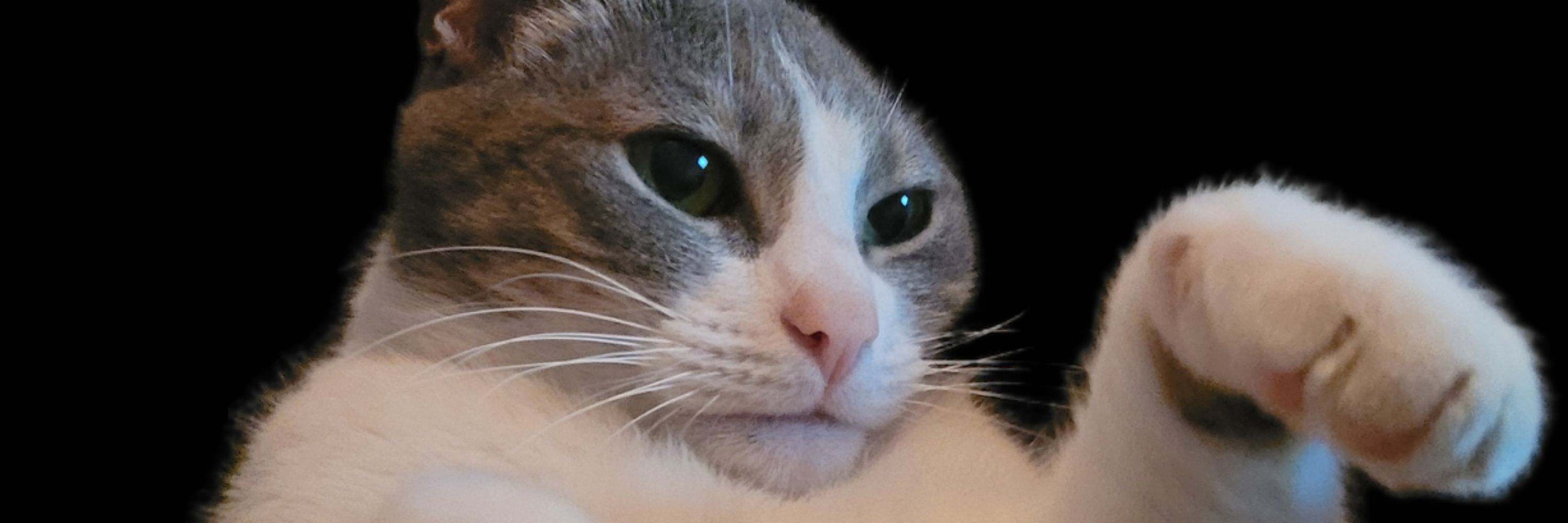 Kelly The Chonk