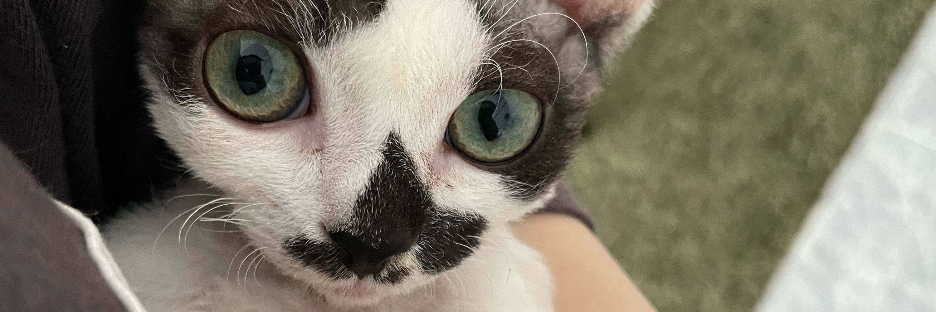 LALA CAT