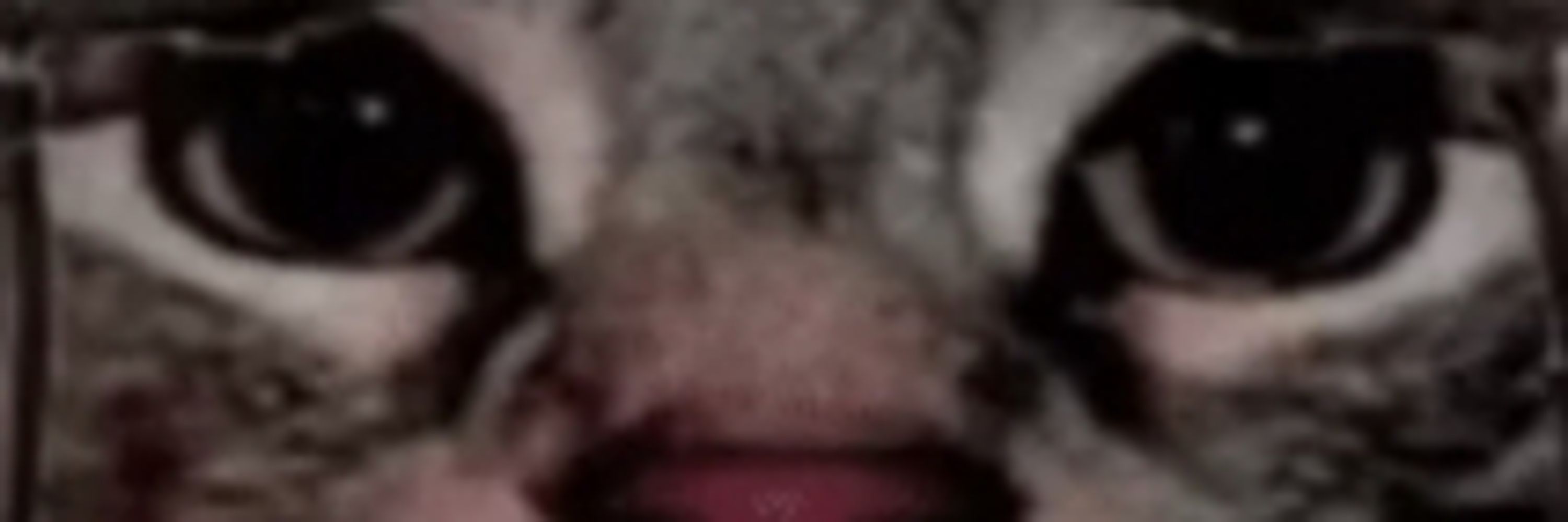 TheEverythingEnthuiast