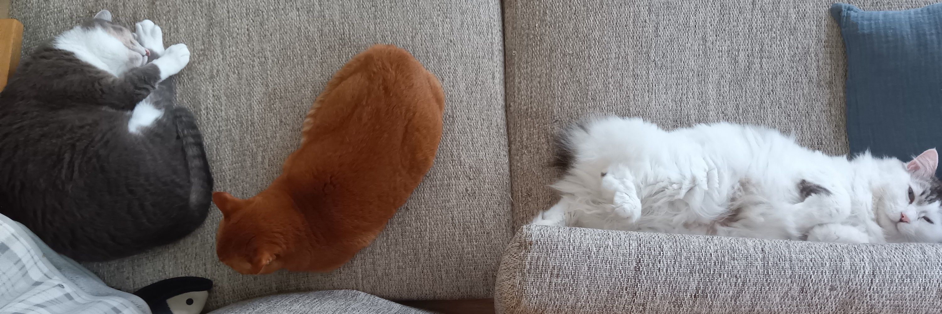 T協会
