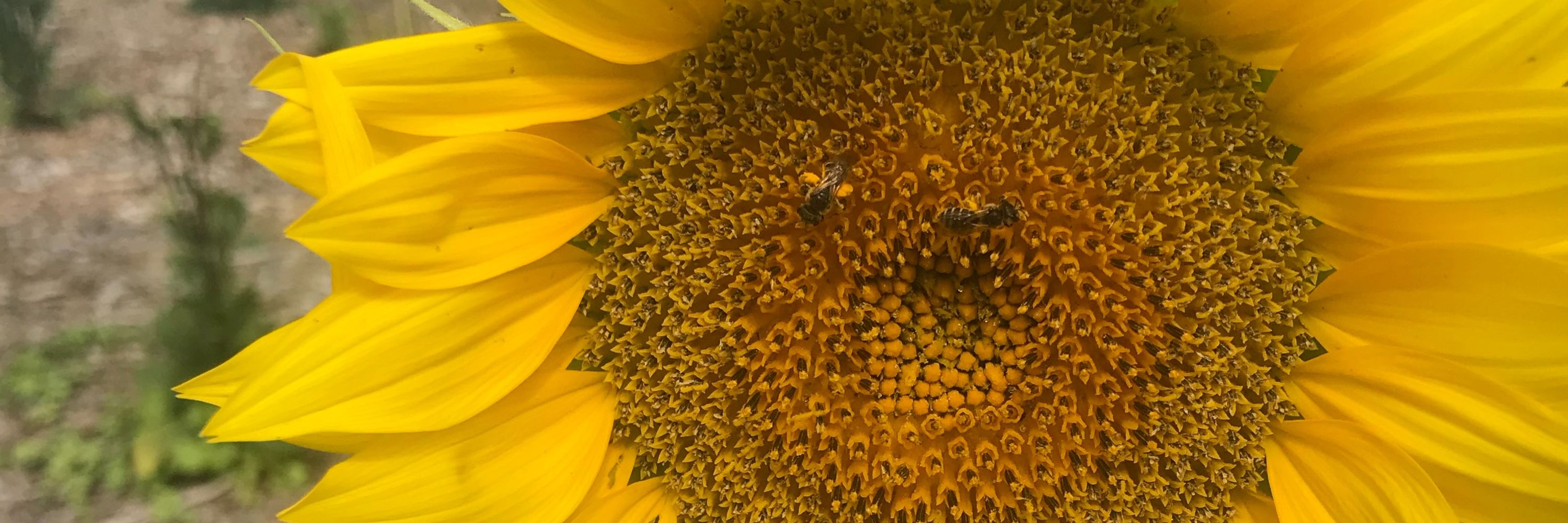 NansGarden