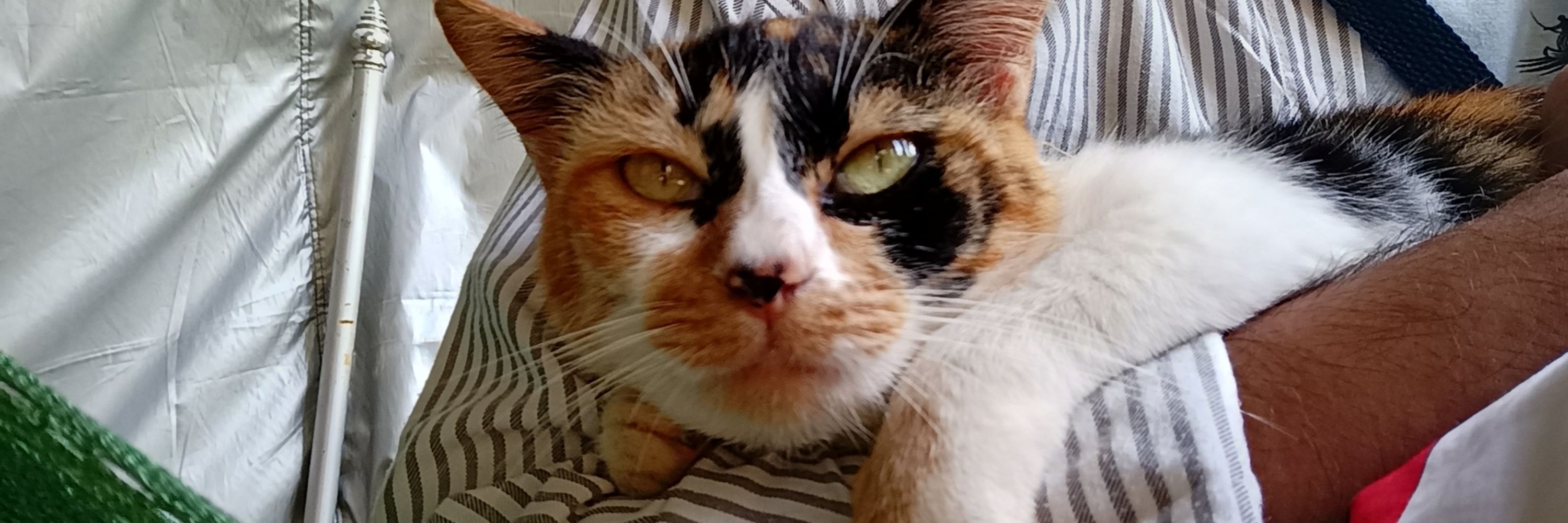 Purr:3