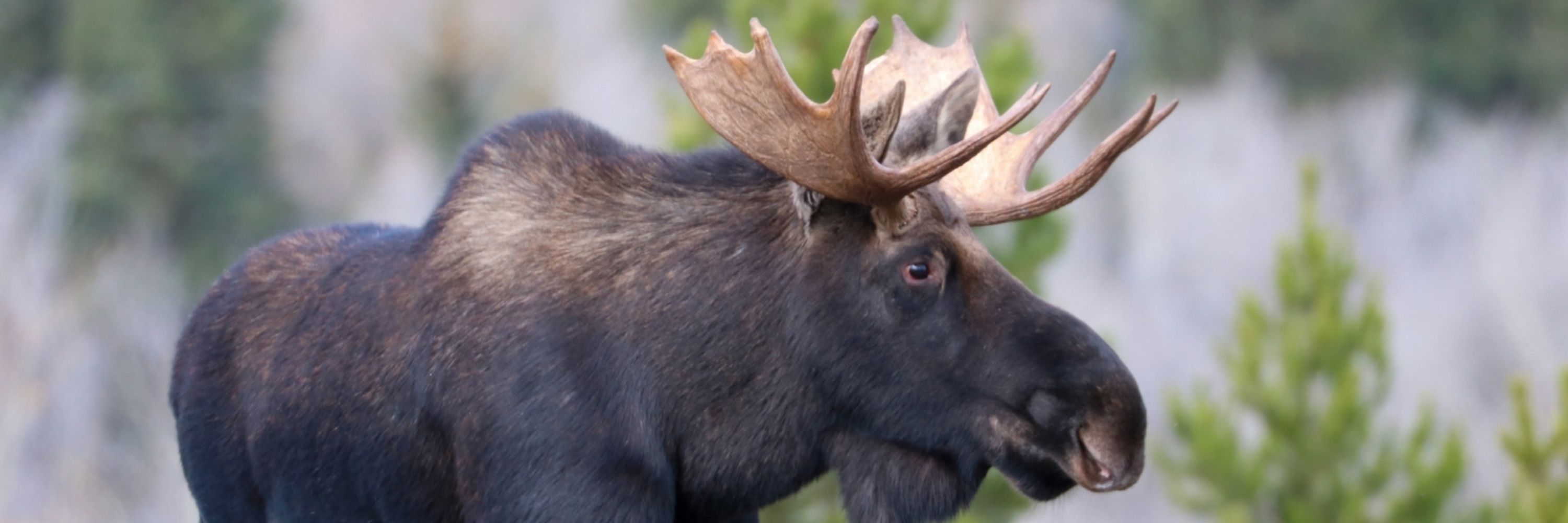 Evelyn | Wildlife & Nature Photographer