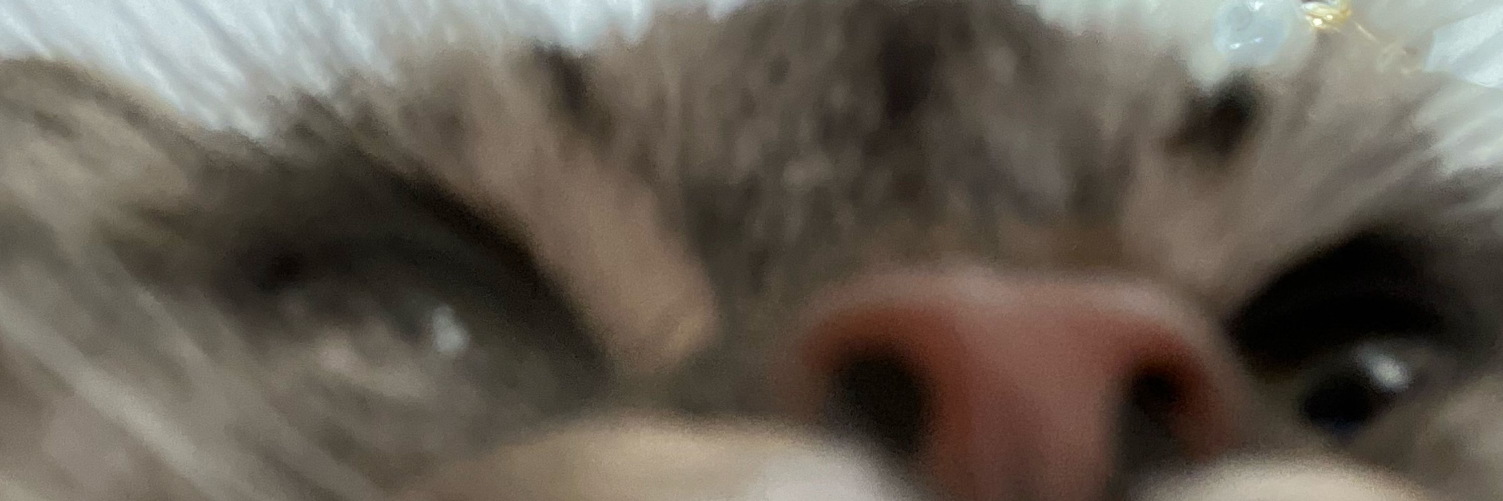 🪱