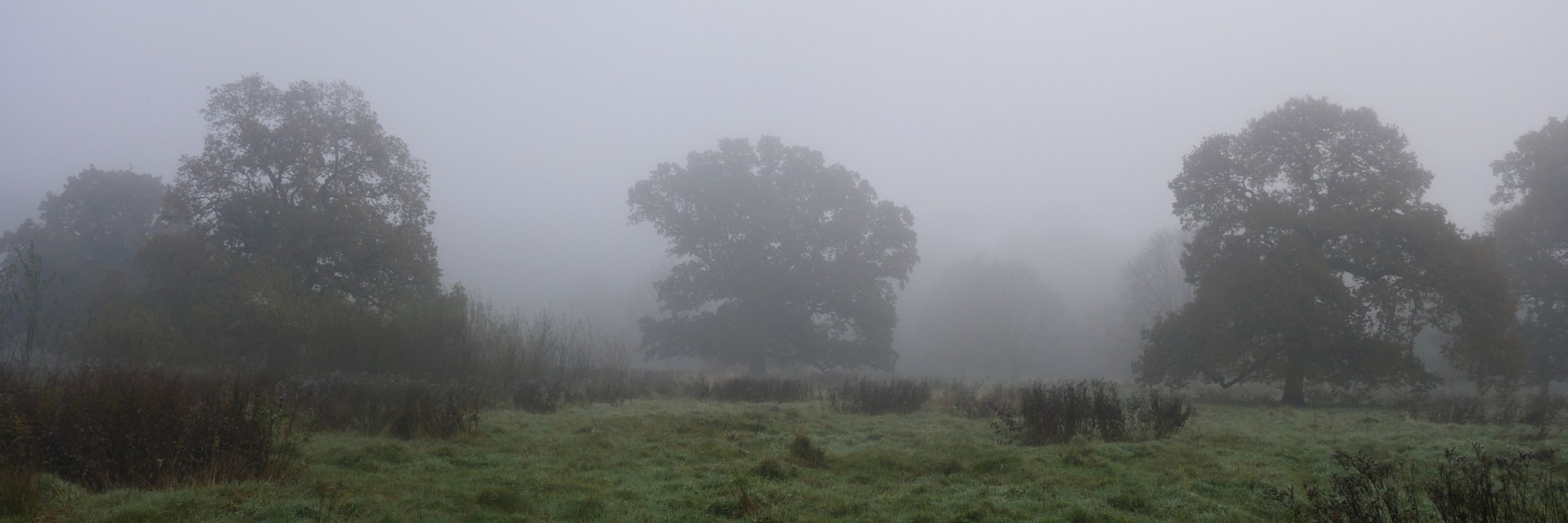 Ireland's Trees & Mythology