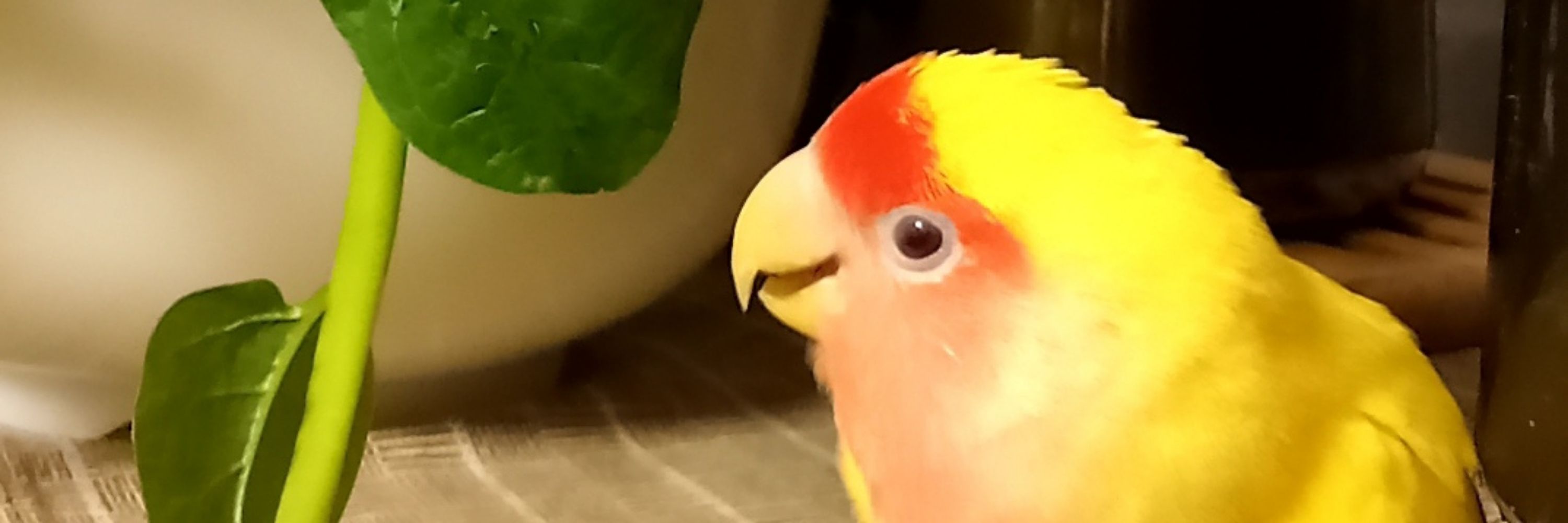 サカ