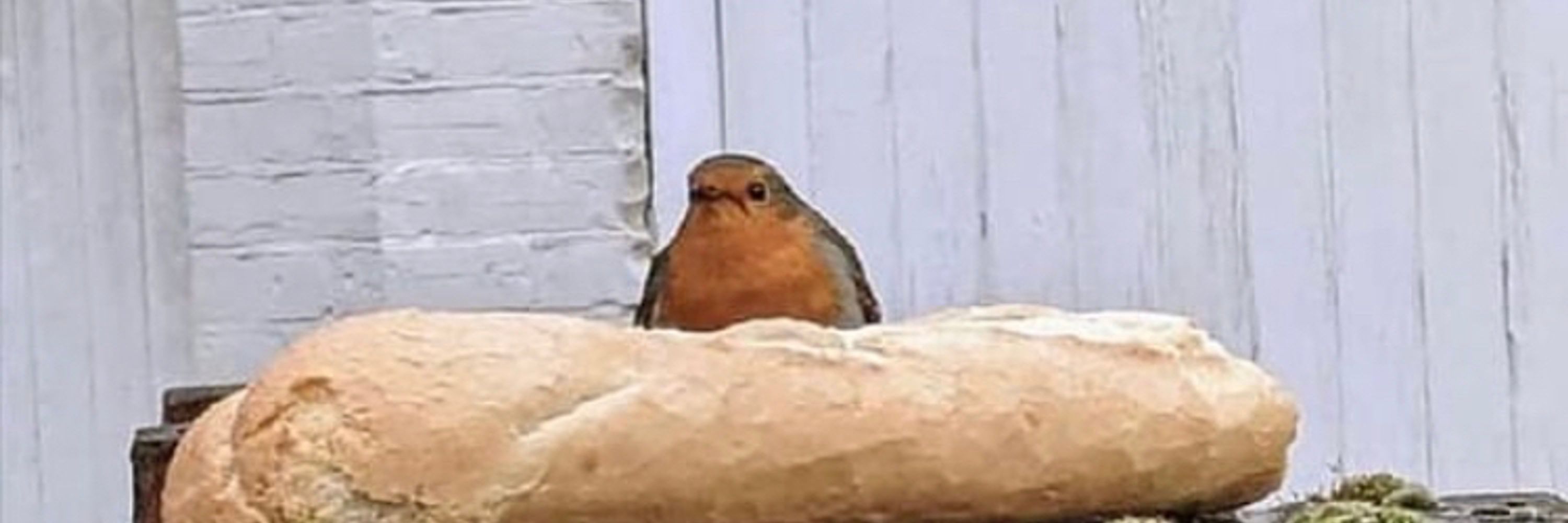 Birdguy!