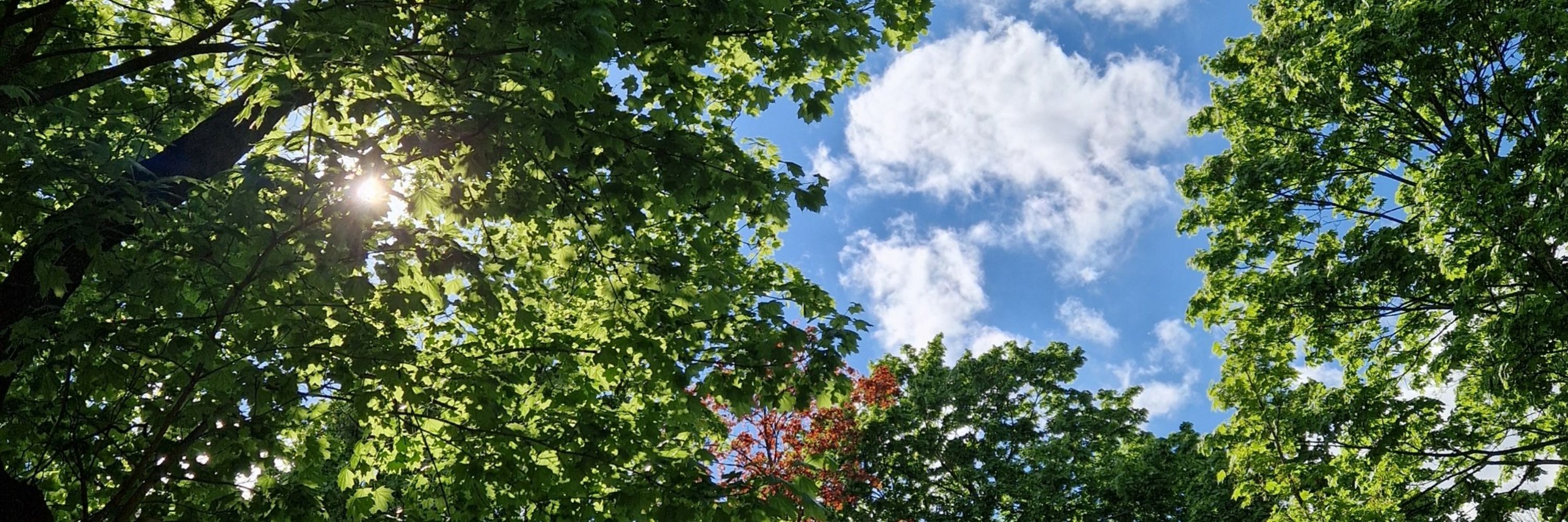 Buntspecht