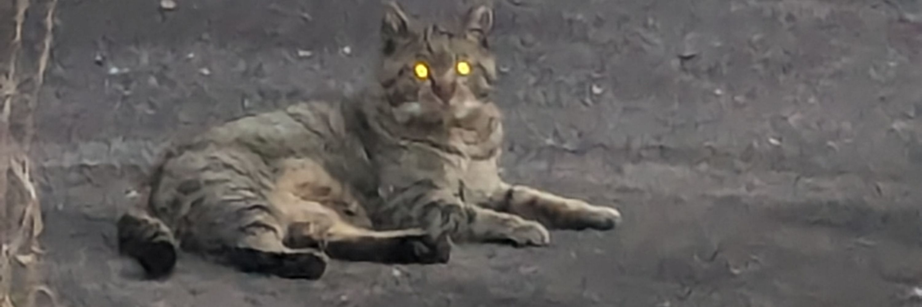 クギバット