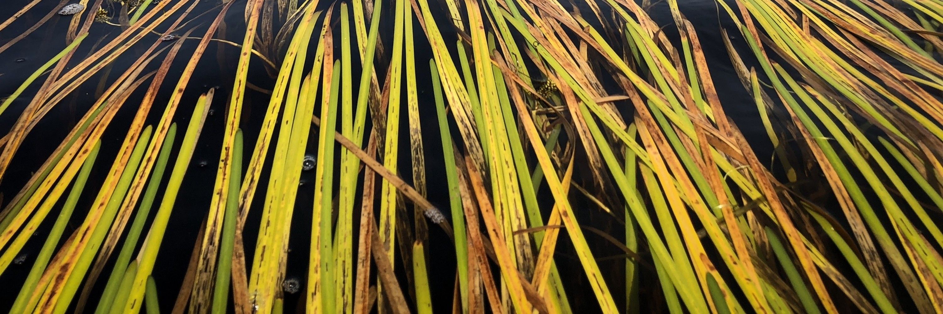 An Ecologist 