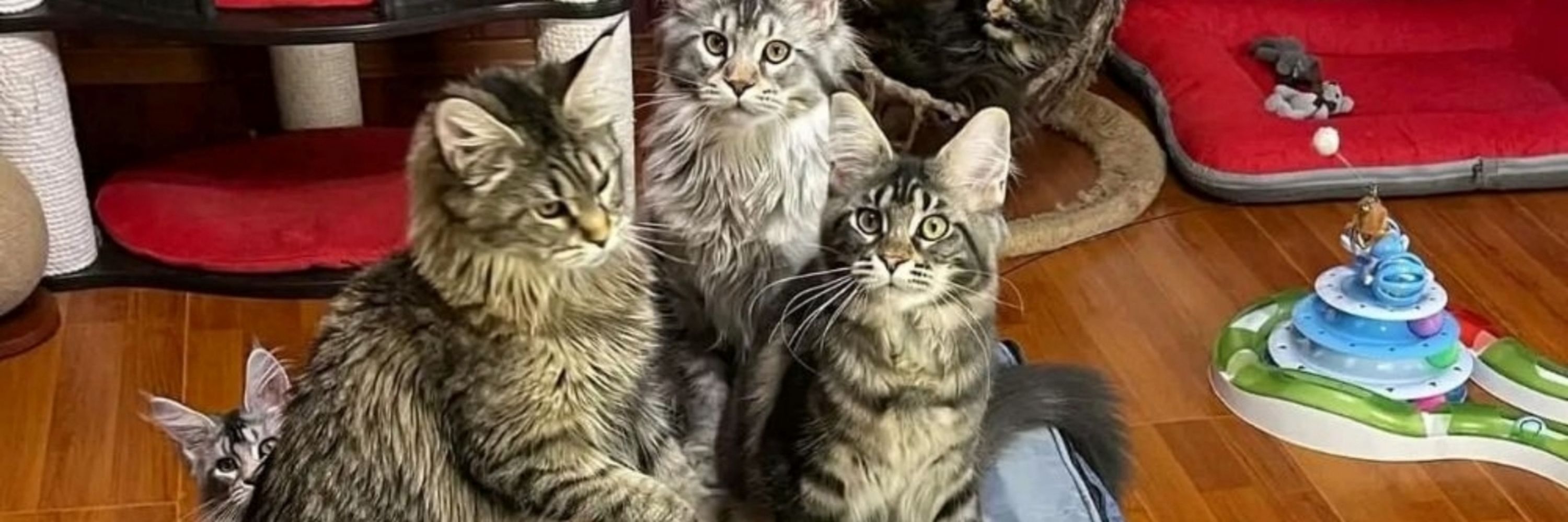 Mainecoonkittens