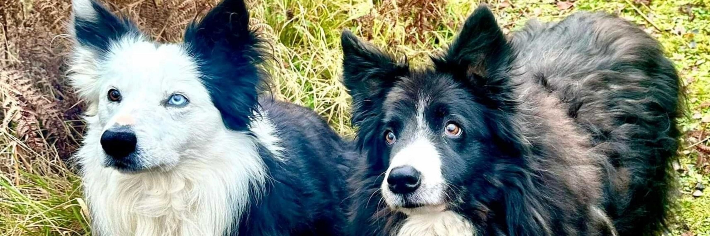 Oor Blaze fae Skye 🏴󠁧󠁢󠁳󠁣󠁴󠁿