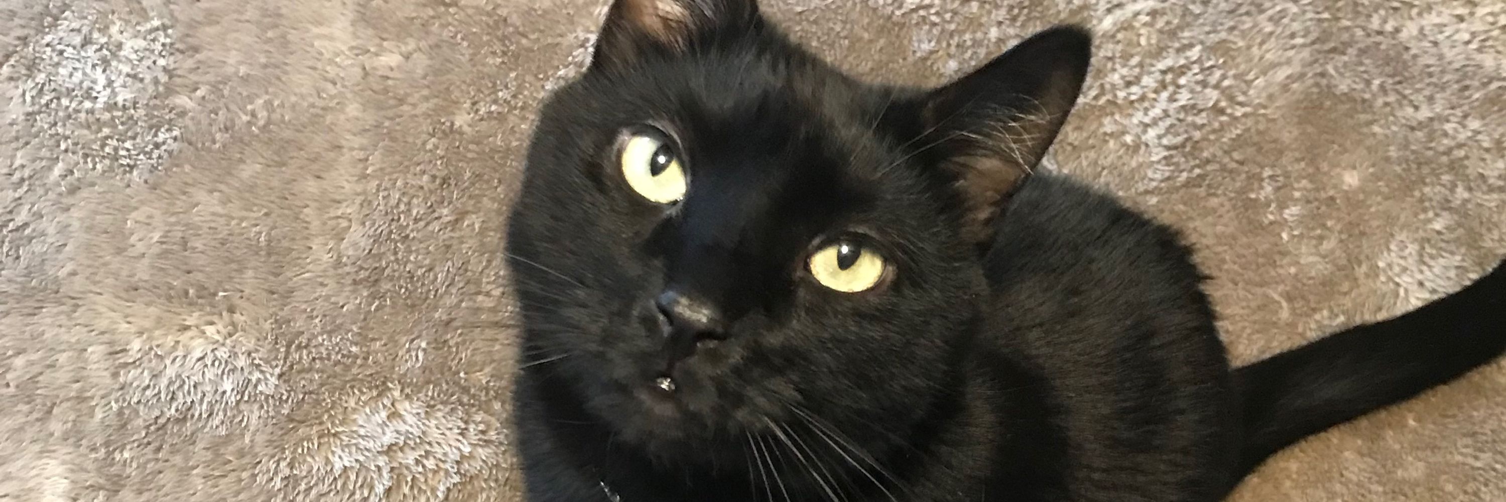 LJCooper🐈‍⬛