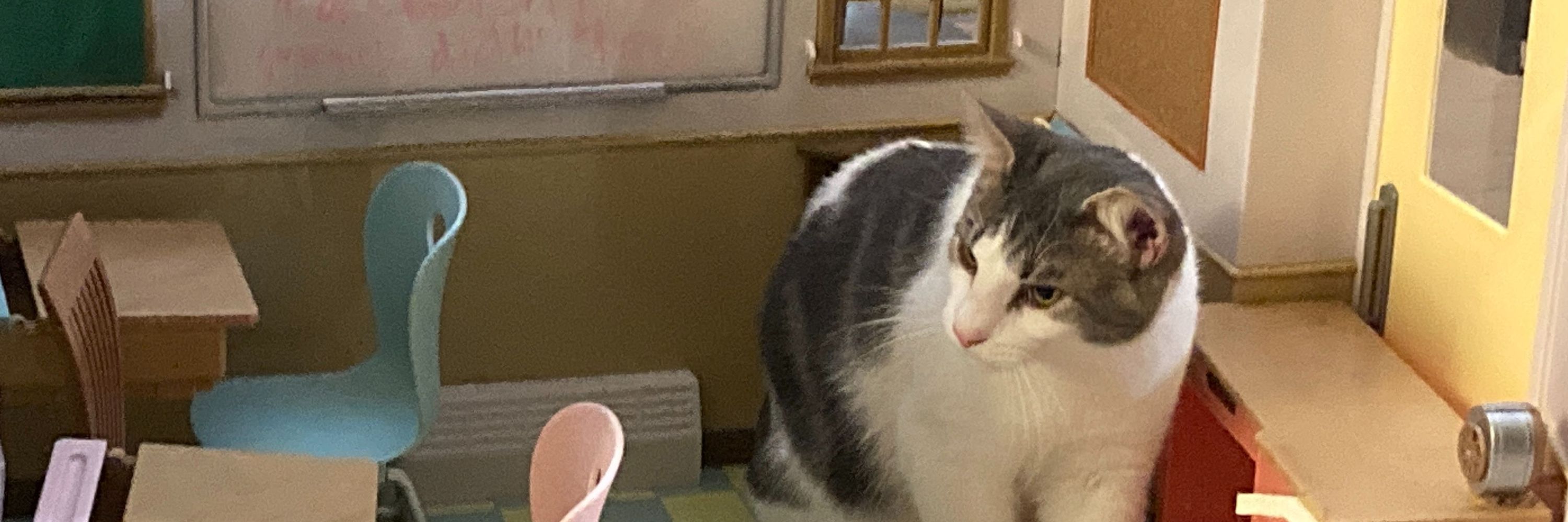 Tim