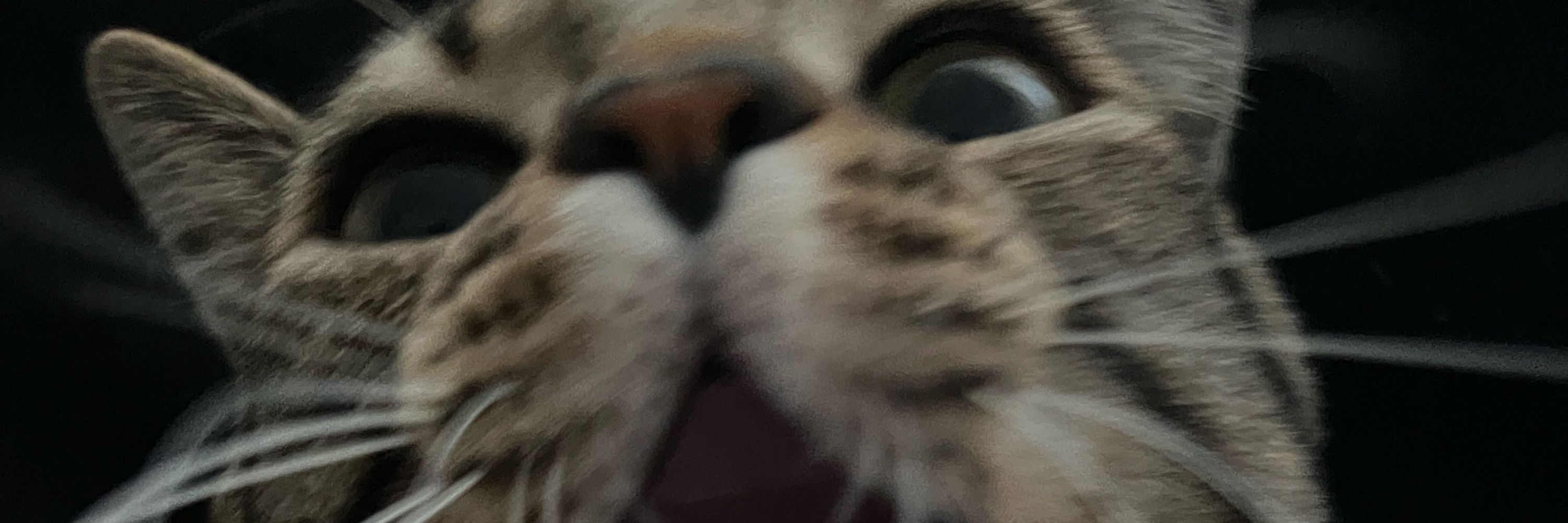 xao