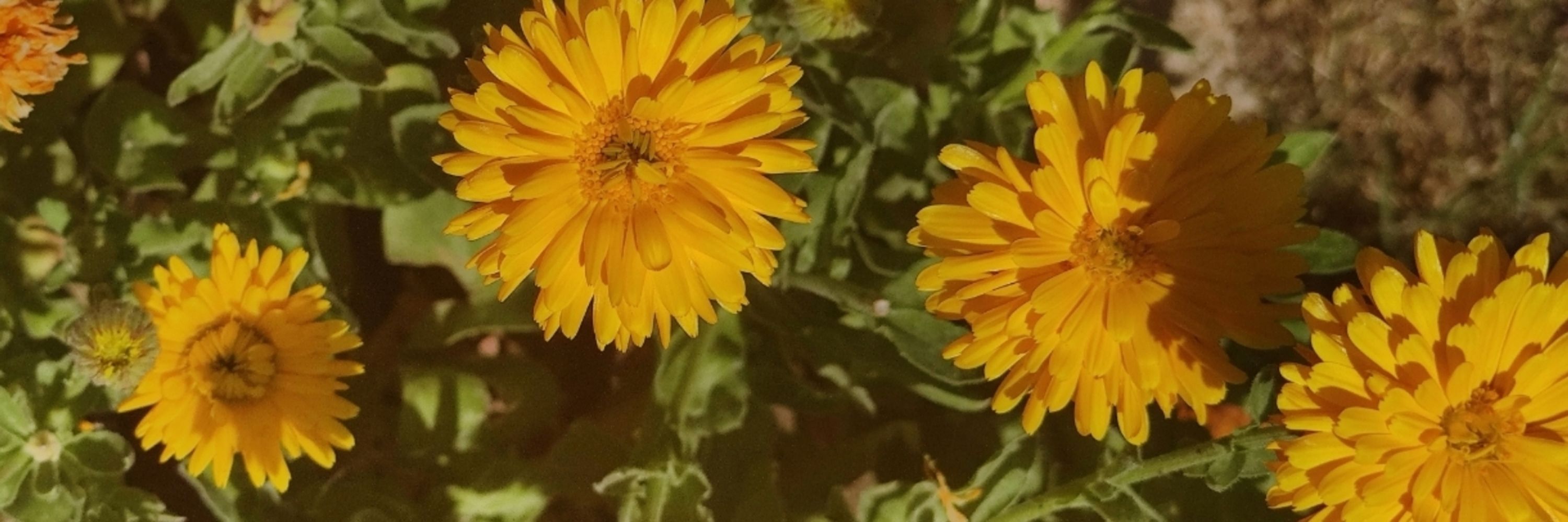 Mariapifó 🌼