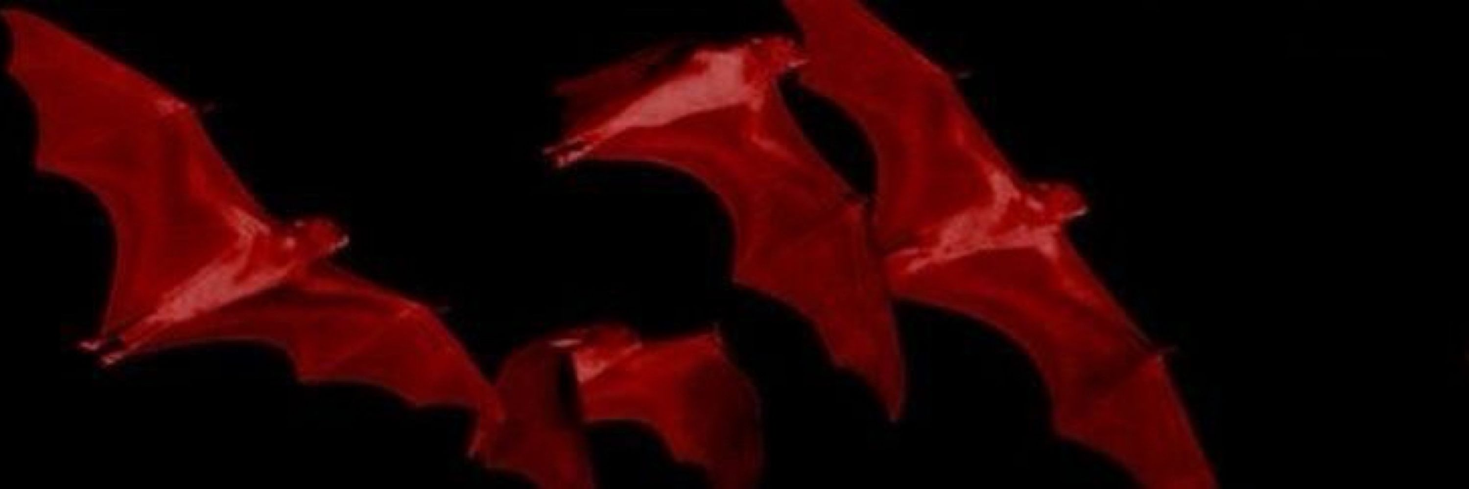 𓆩✶𓆪  grim 𓆩✶𓆪