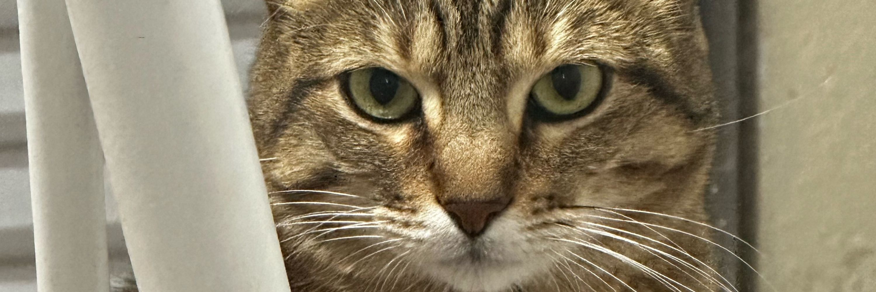 cacau 