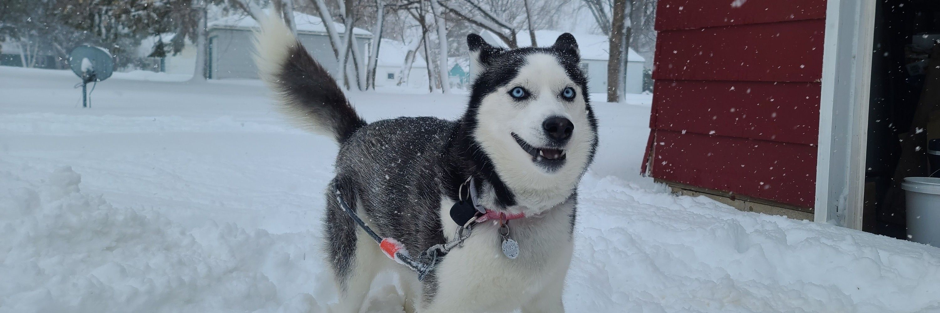 netwolf