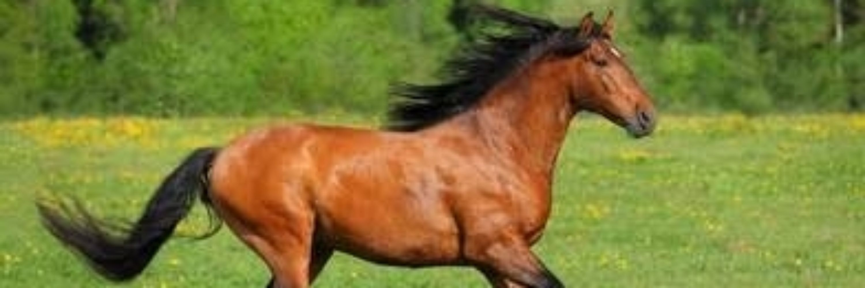 Nicavallos 🐎