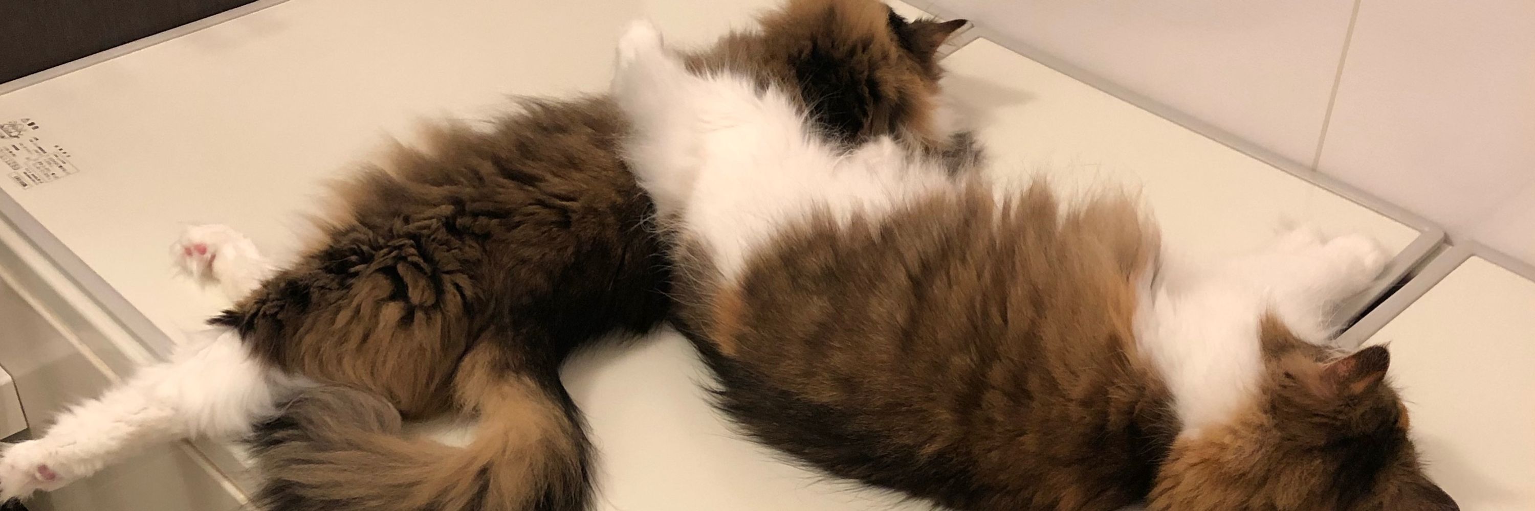 猫みつを