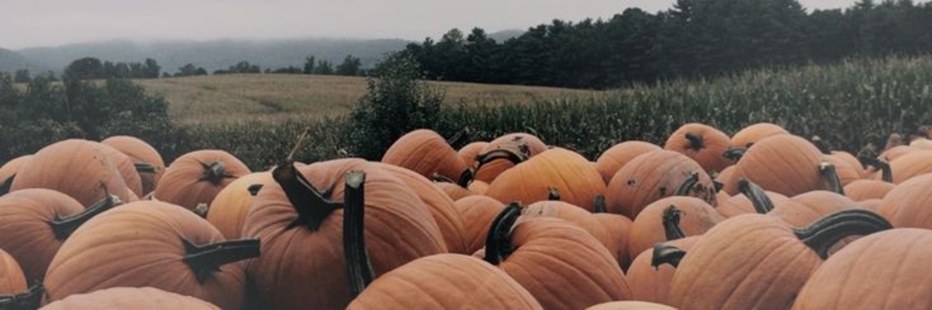 martins 🎃