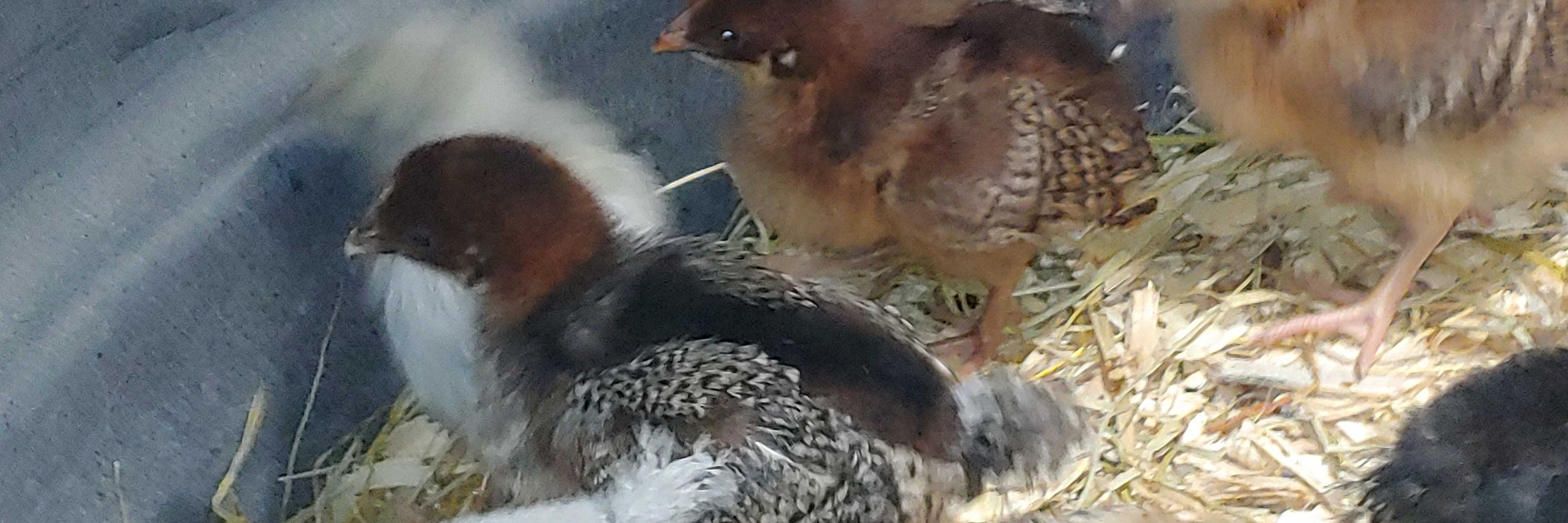 Valley Hatchery