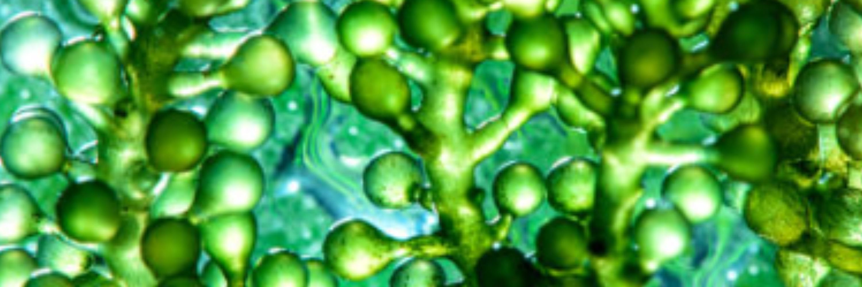SusAlgaeFuel project