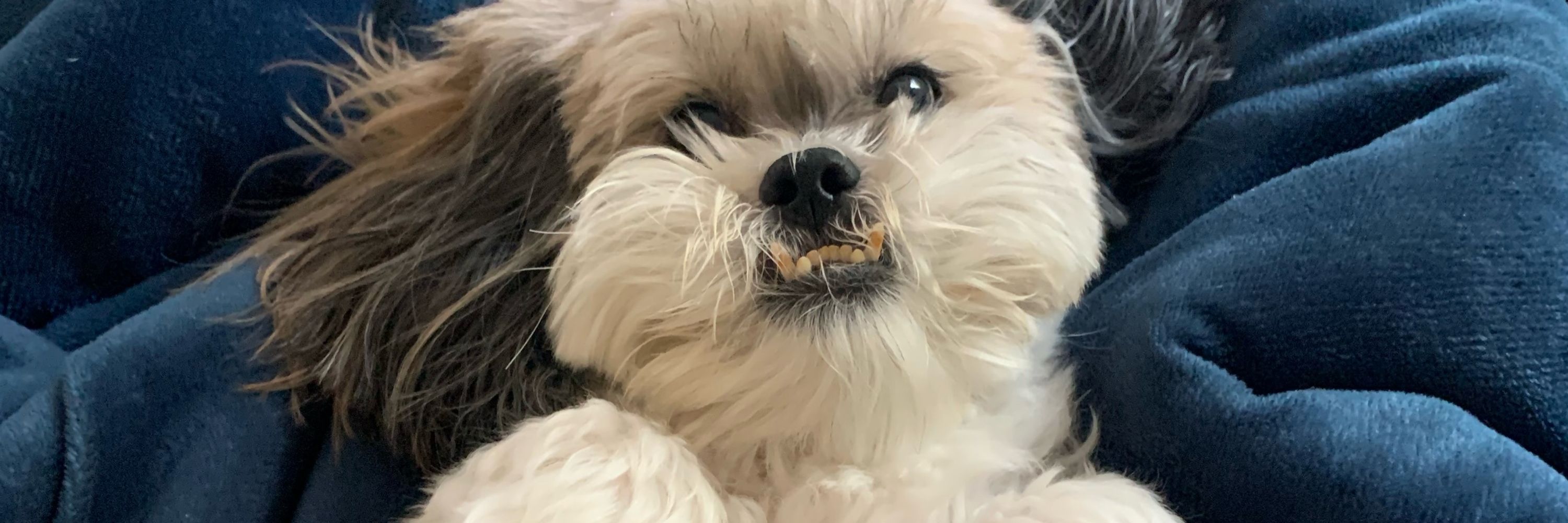gigi