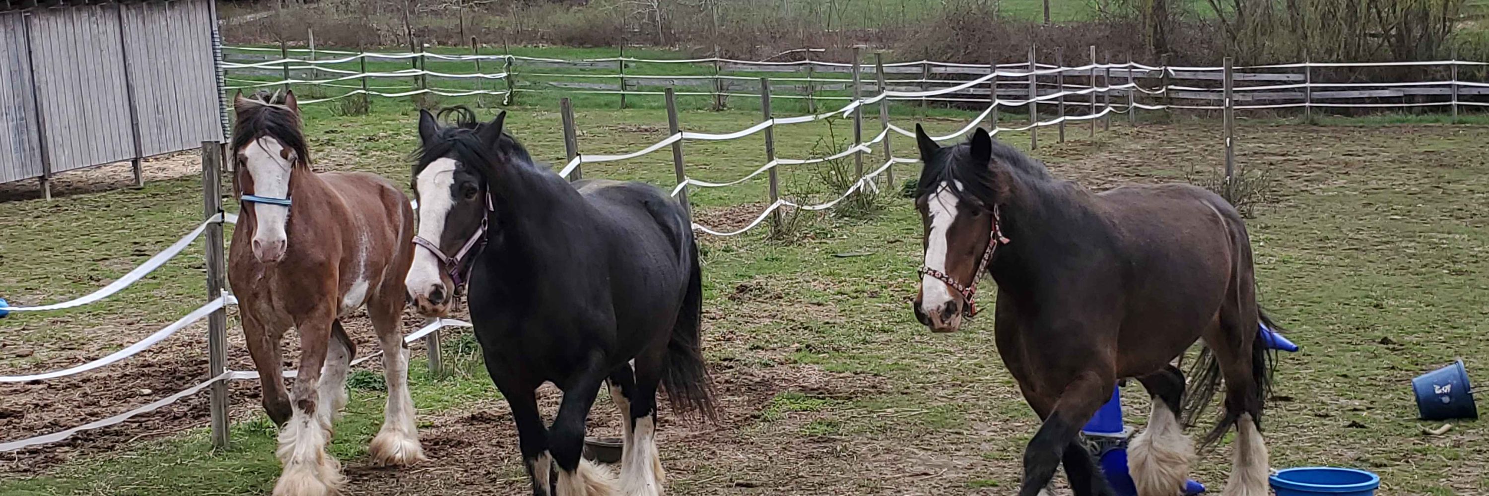 Jessica Gonzalez - Empowered Equines