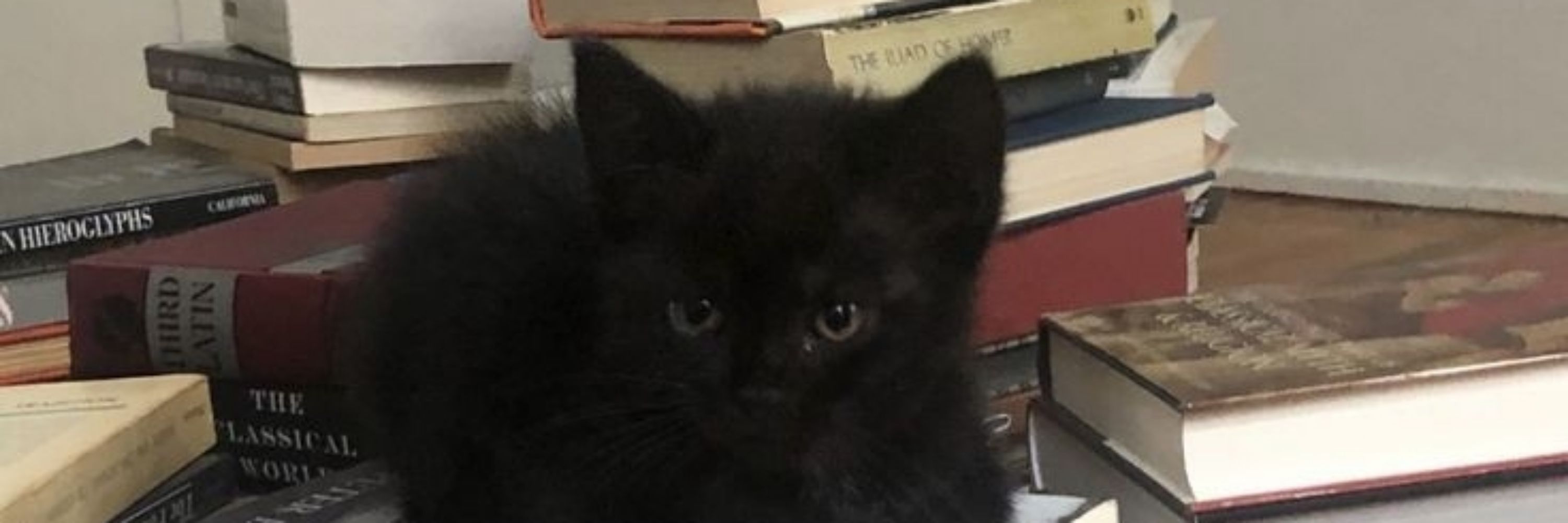 ajax🦇