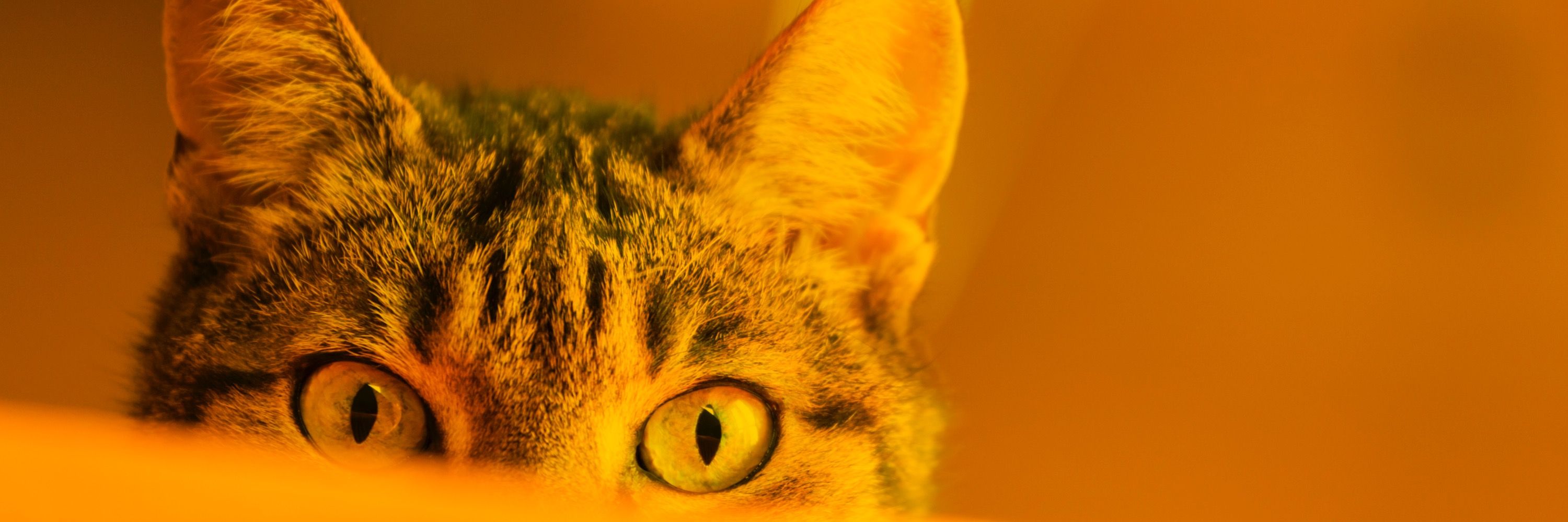 the lang cat