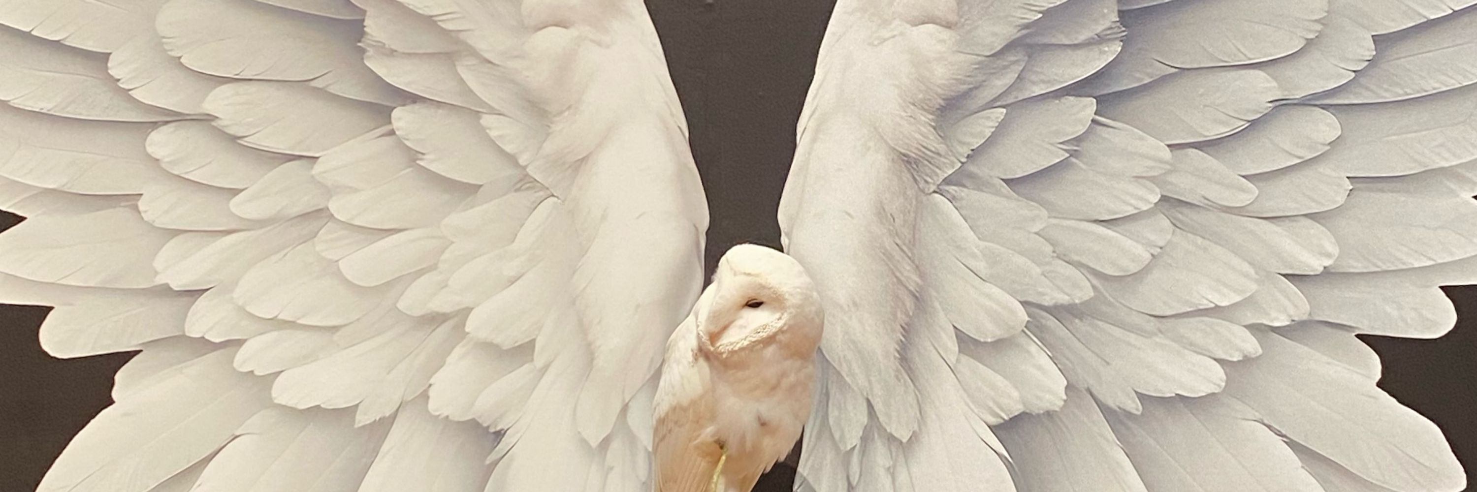 緑まちこ