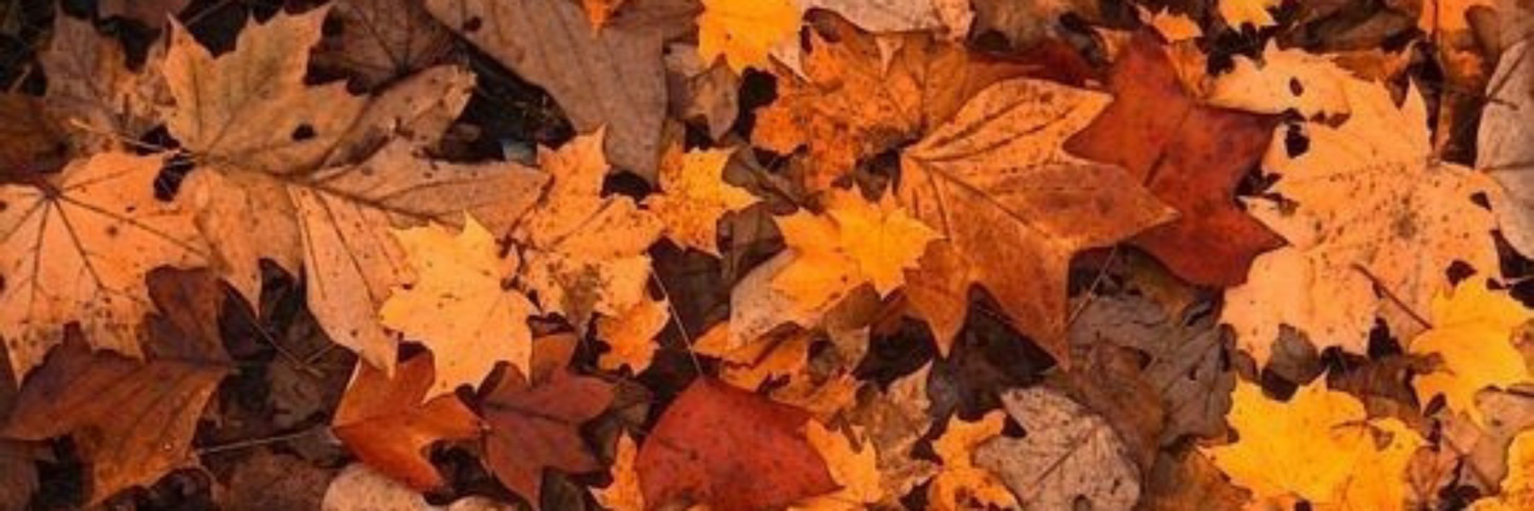 Autumn🍁