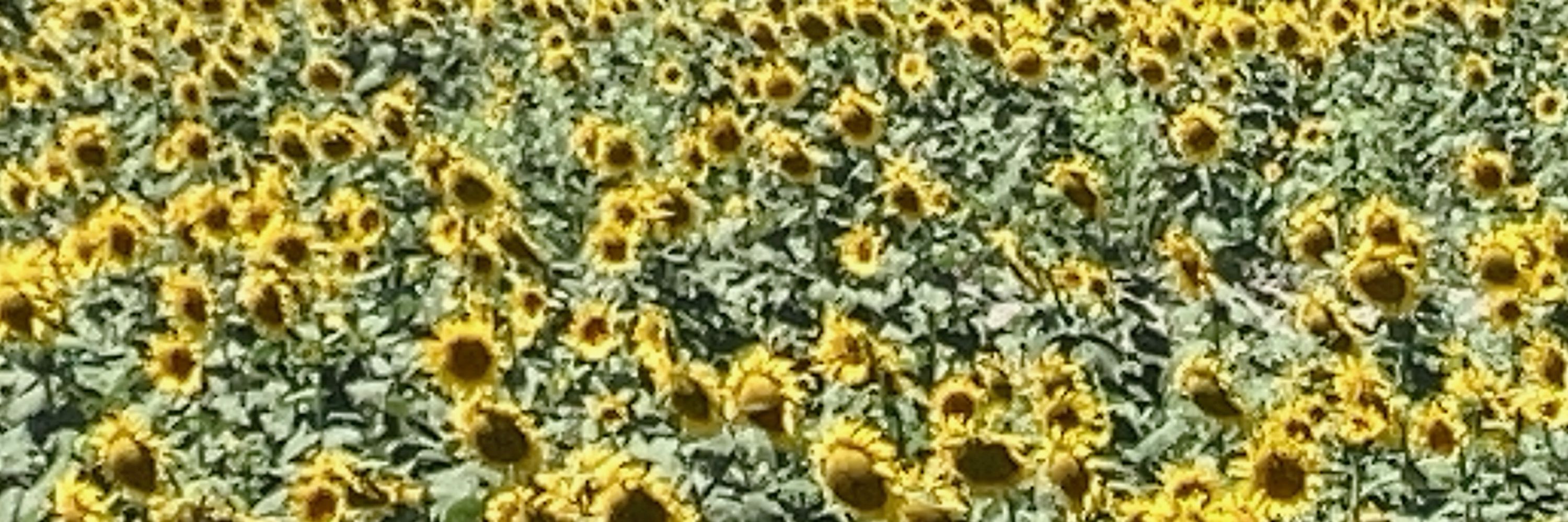 たかやあくす