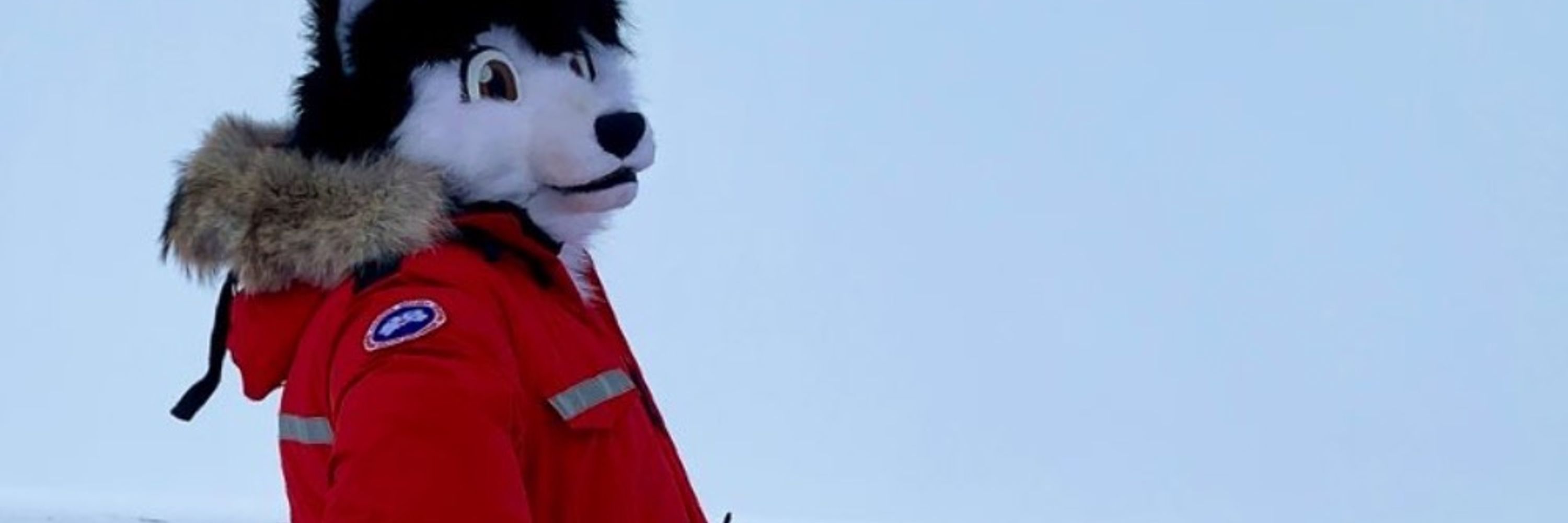 Togo Husky