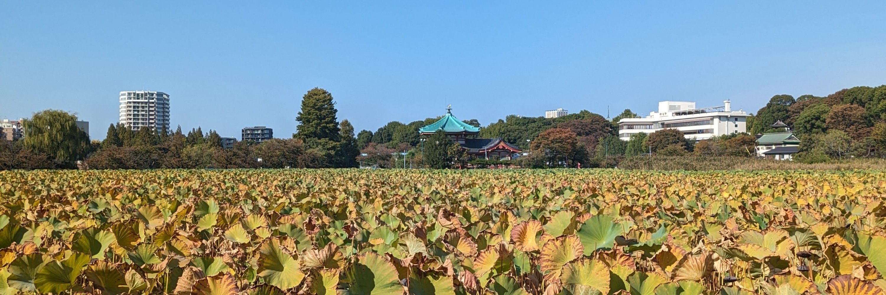 浅野メザシ