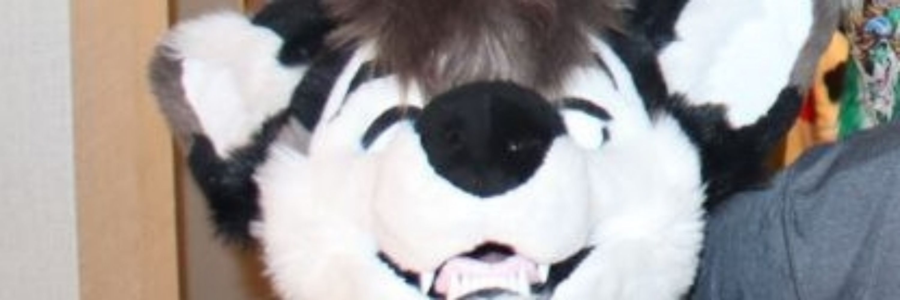 Cosmo Husky