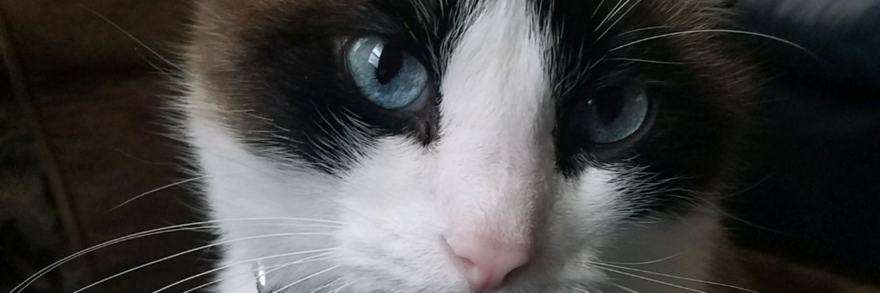 @Beccakittybear.bsky.social
