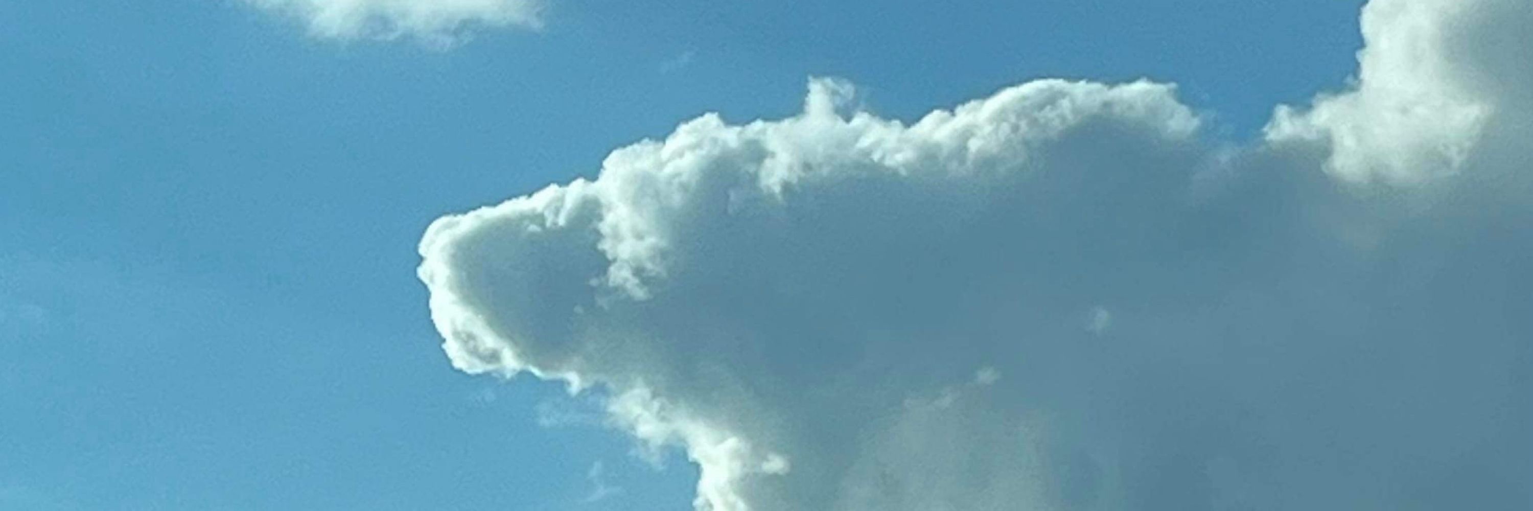 Foxxglove